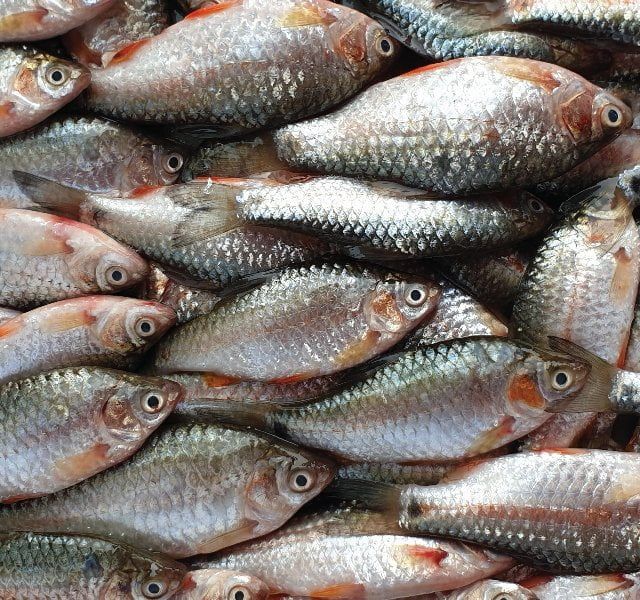 DESHI PUTI POISSON 